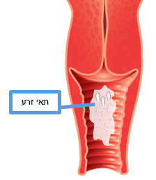 Female reproductive system 6.png