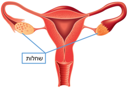 Female reproductive system 2.png