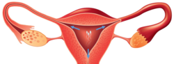Female reproductive system 9.png