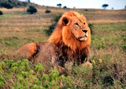 Lion in Kenya.jpg
