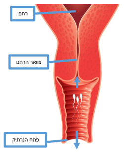 Female reproductive system 7.png
