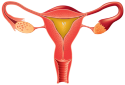 Female reproductive system 8.png